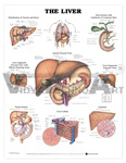 The Liver Anatomical Chart